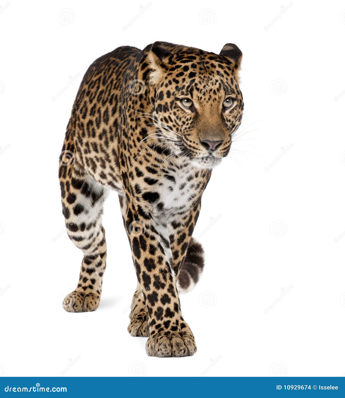 leopard walking in front of a white background