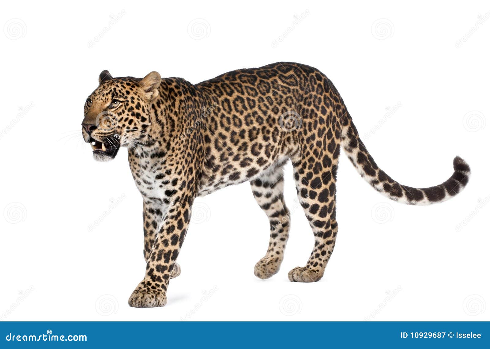 17,559 Leopard White Background Stock Photos - Free & Royalty-Free Stock  Photos from Dreamstime