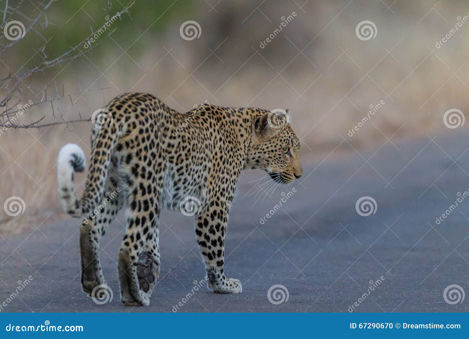 Leopard Walking Looking Back Stock Photo Image of right, mammal 67290670