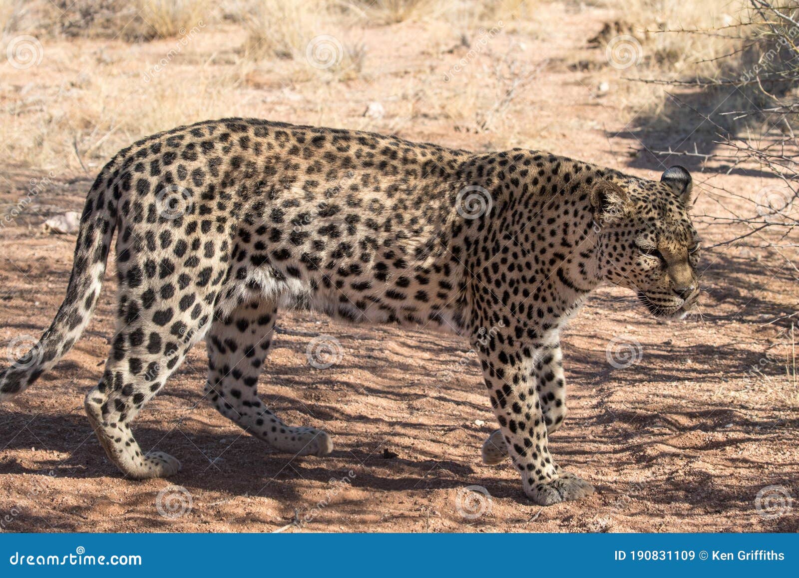 leopard walking