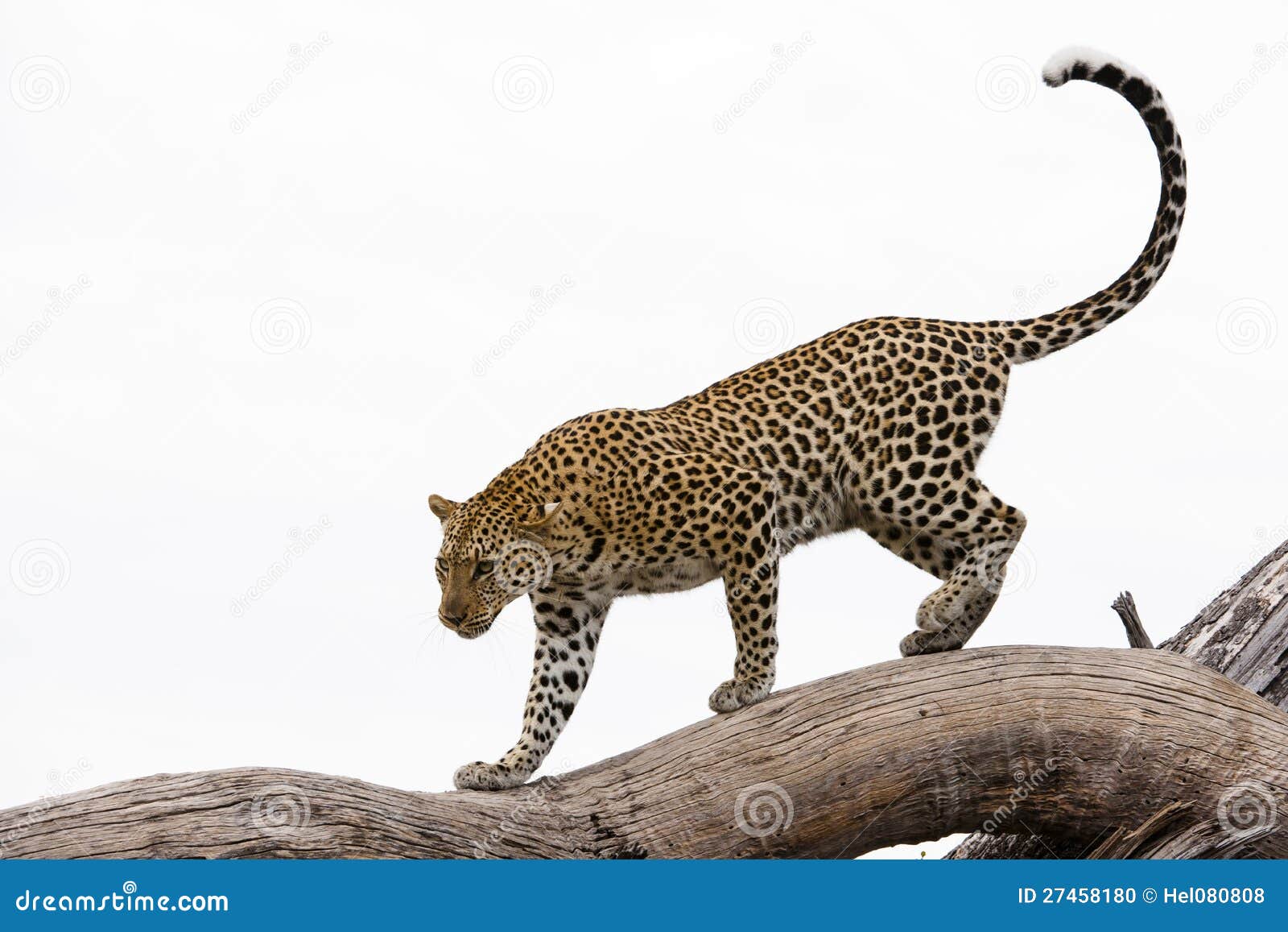 leopard, africa