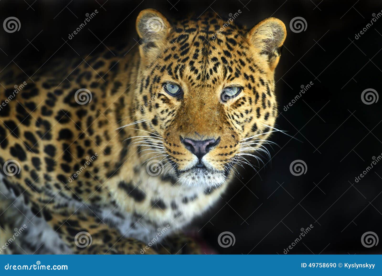 Leopard stock photo. Image of mammals, nature, pardus - 49758690 Leopard stock photo. Image of mammals, nature, pardus - 49758690