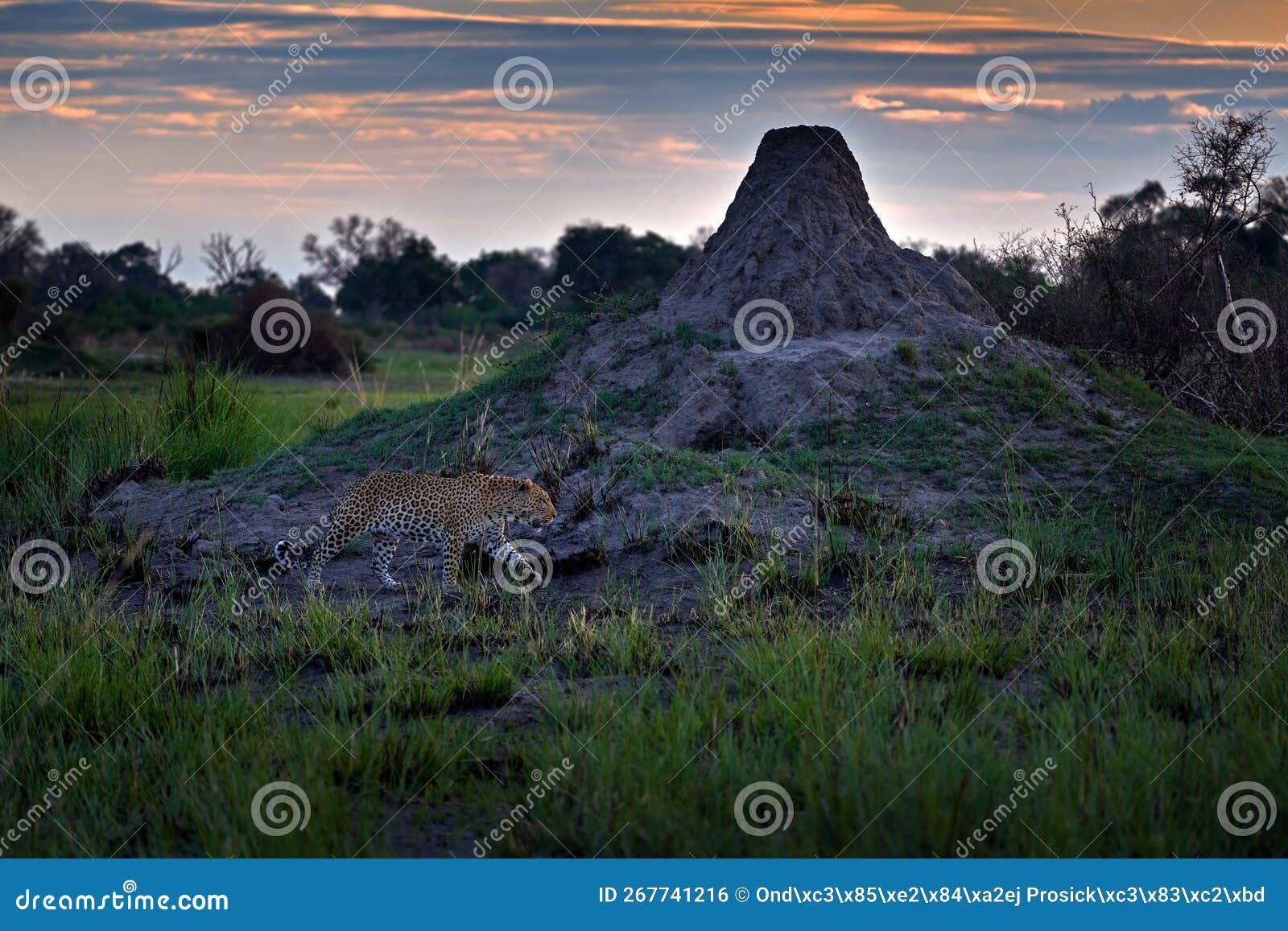 leopard wit big termine mound nest, evening sunset. leopard portrait in okavango delta, botswana in africa. wild cat in the nature