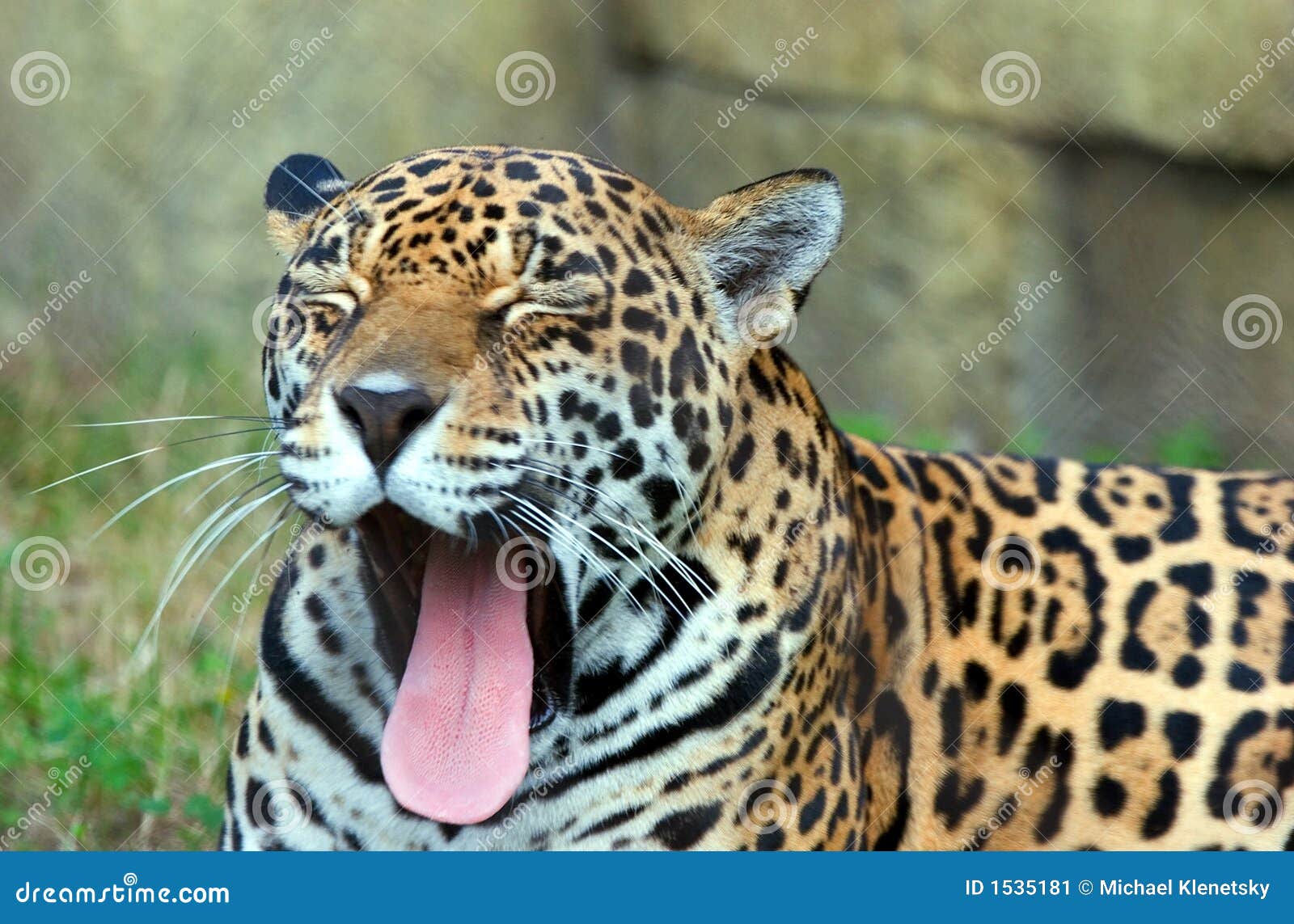 leopard yawning 2