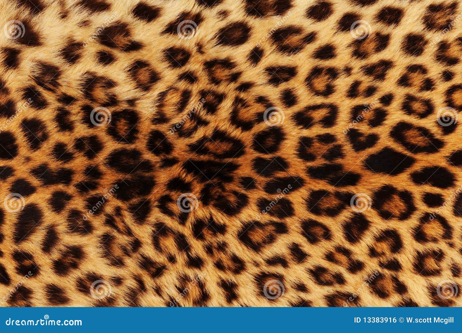 Leopard ανασκόπησης πραγματικό δέρμα
