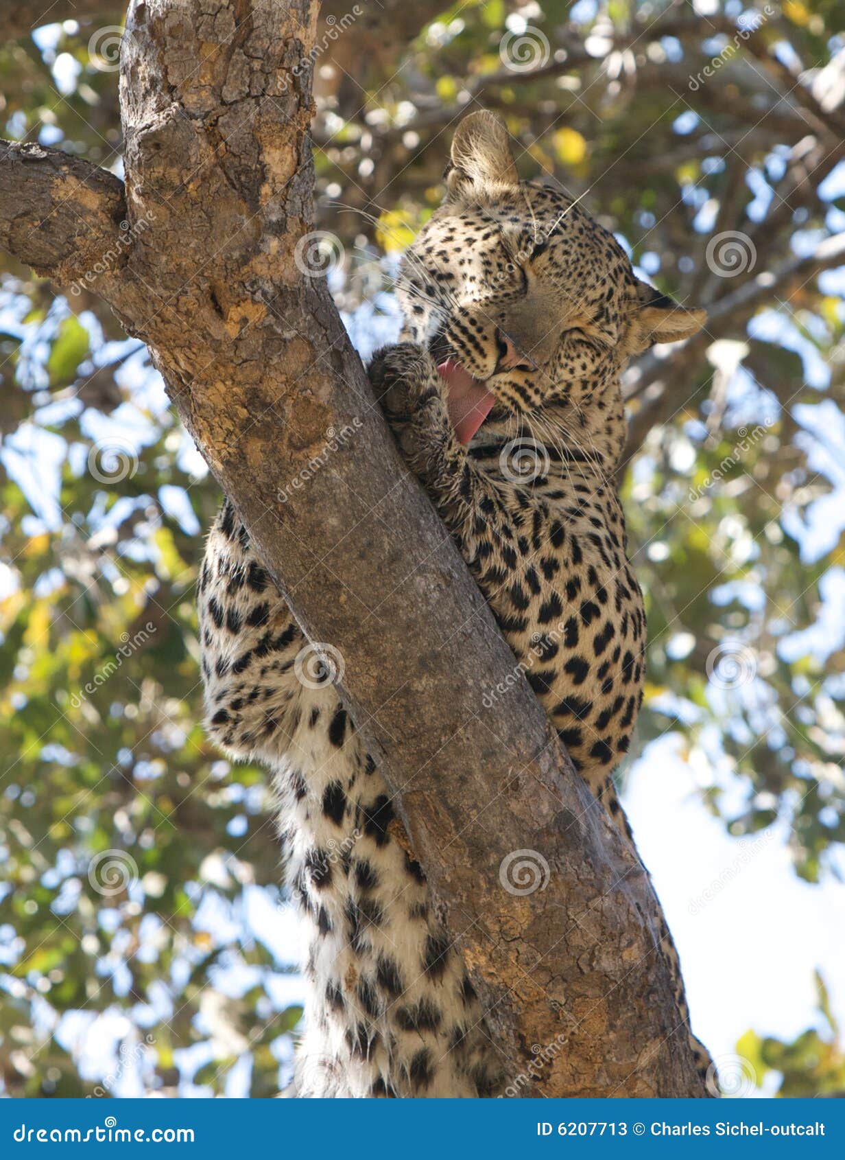 Leopardo in albero