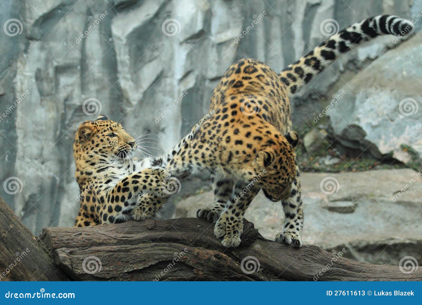 Leopardo Coreano Imagem De Stock Imagem De Korean Leopardo 27611613