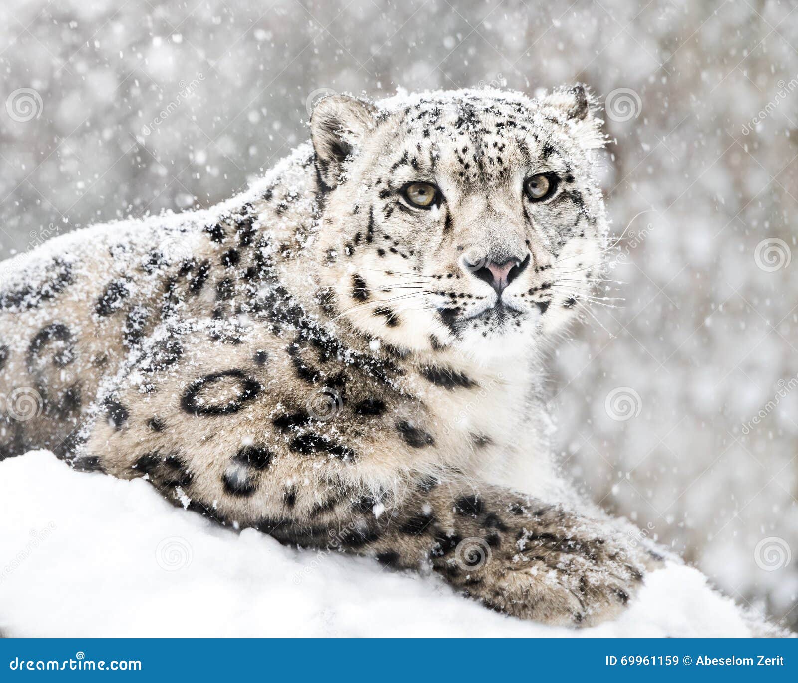 La Ruta Del Leopardo De Las Nieves: Explorando La Fauna En Los Altos Pasos Del Ladakh - Foto 5