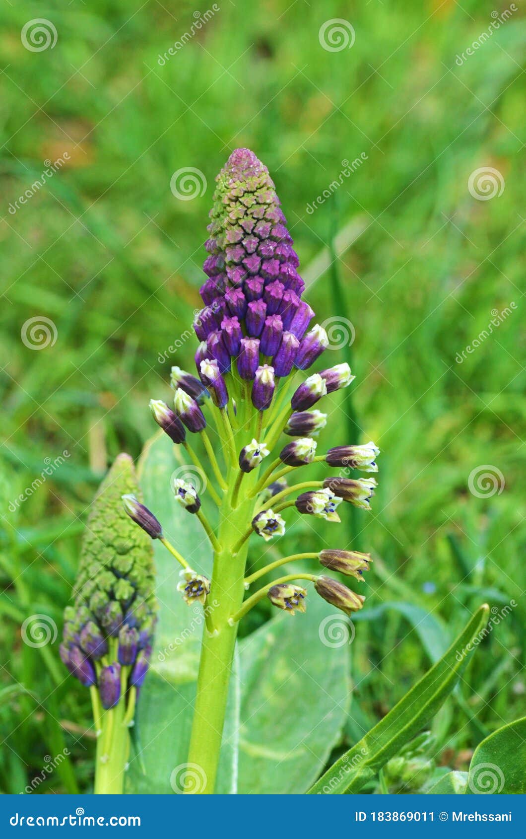 leopoldia caucasica or muscari caucasicum flower in green background , flora iran