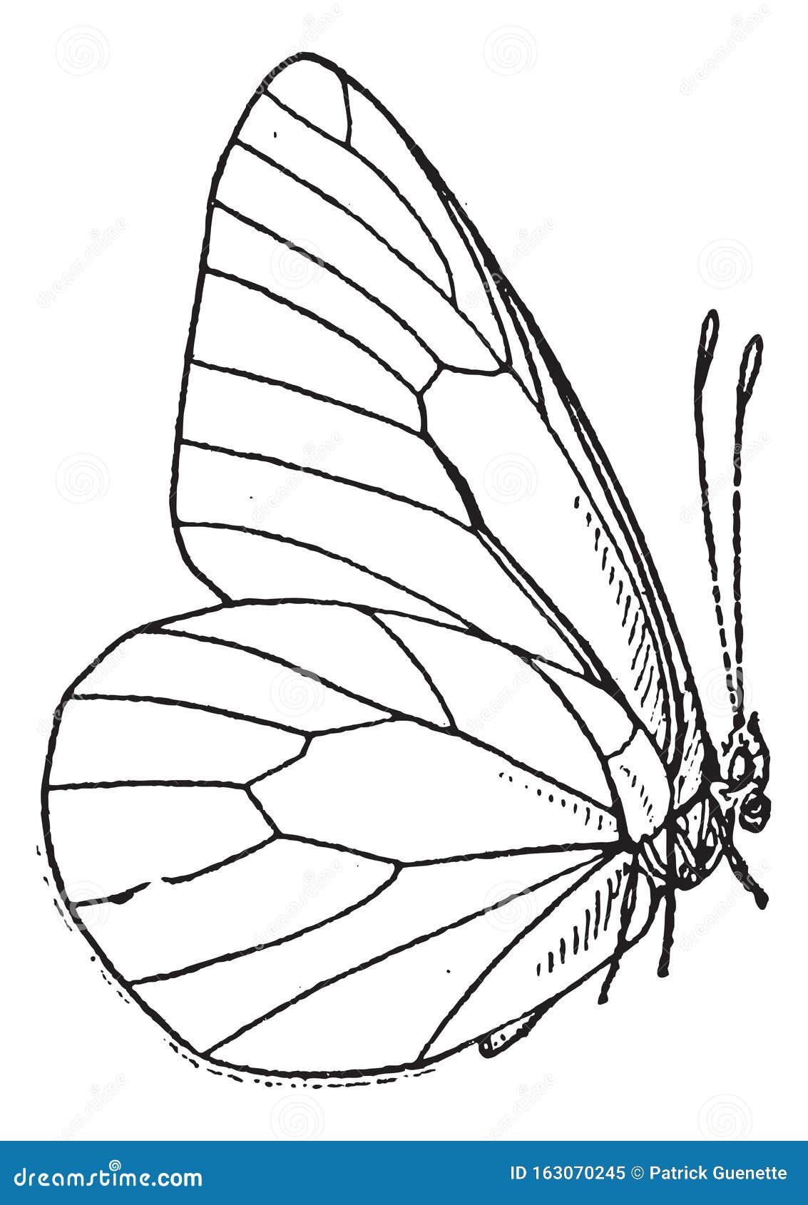 lepidopteran or lepidoptera, vintage engraving