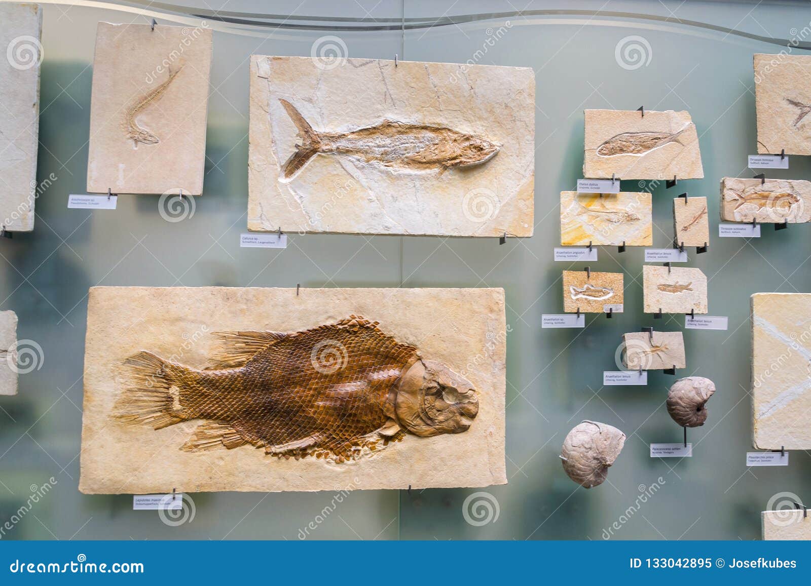 Lepidotes Maximus Fish Fossil Skeleton In Natural History Museum lepidotes-maximus-fish-fossil-skeleton-in-natural-history-museum