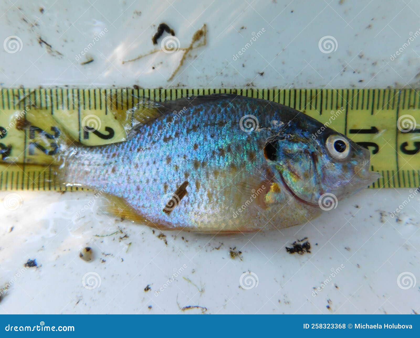 close look in an invasive fish species pumpkinseed