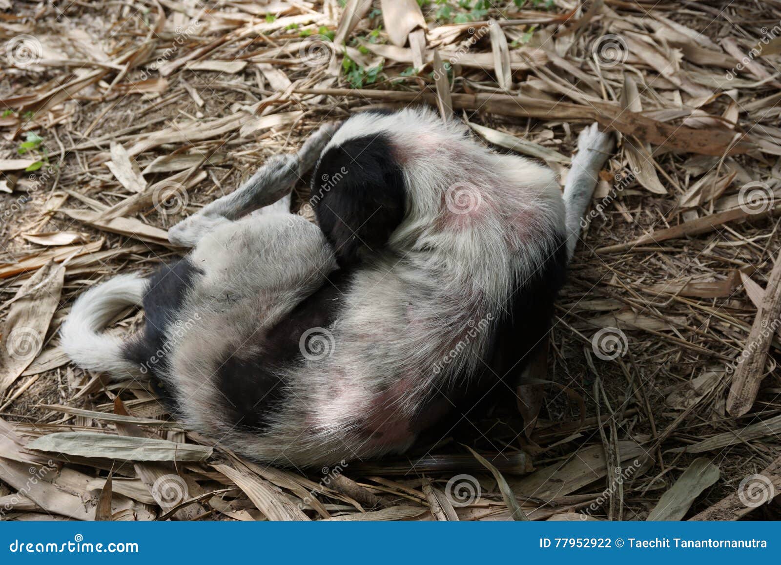 Leprosy in dog stock photo. Image of leprosy, scab, scabies 77952922