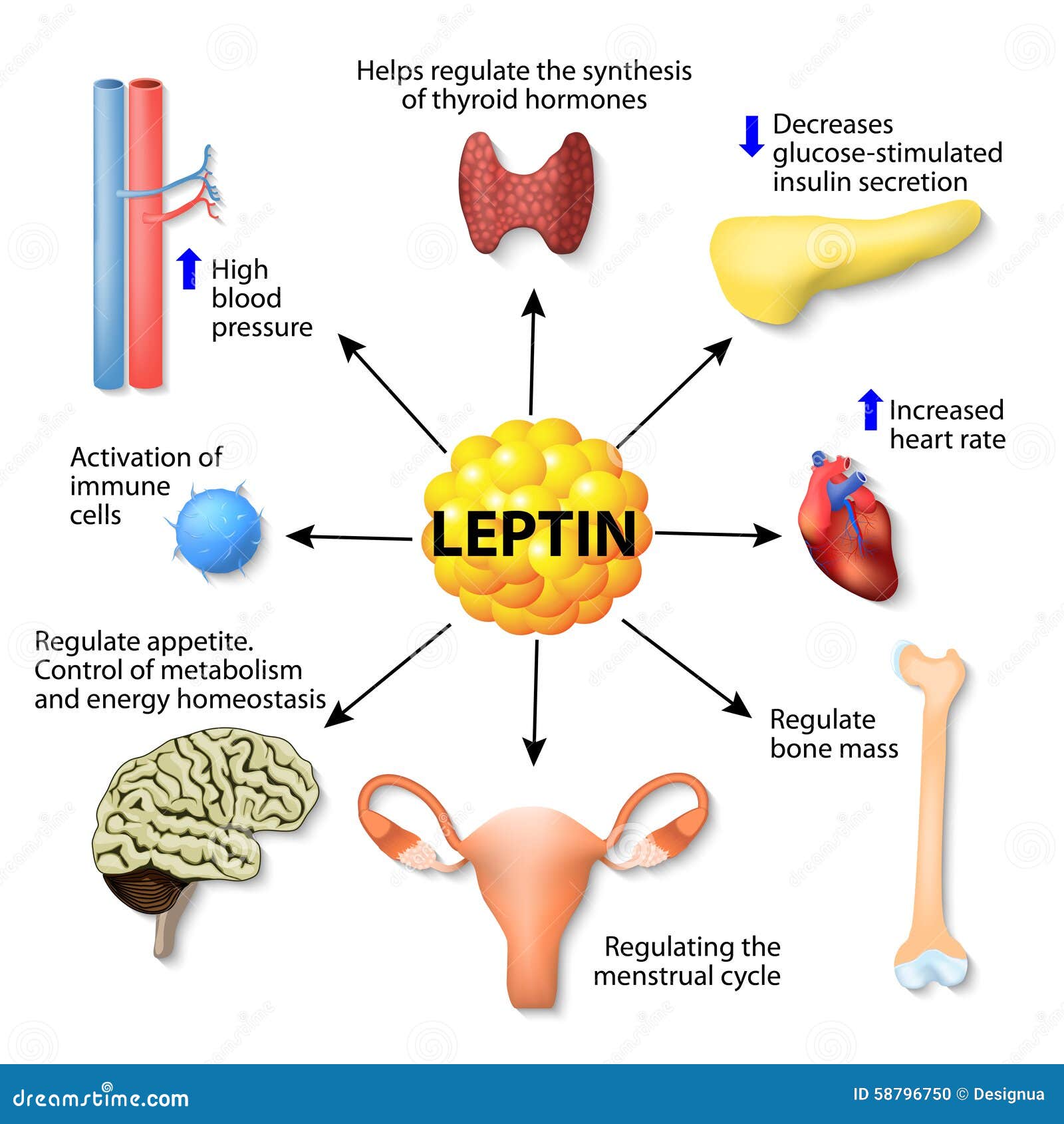 leptin hormone effects