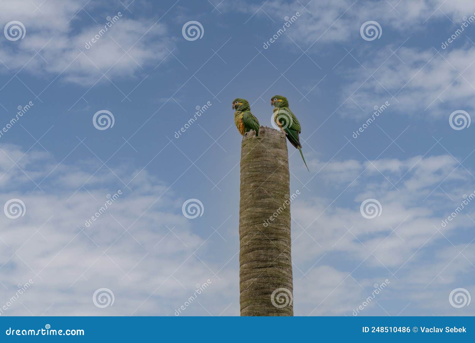 leptisittaca branickii green parrot