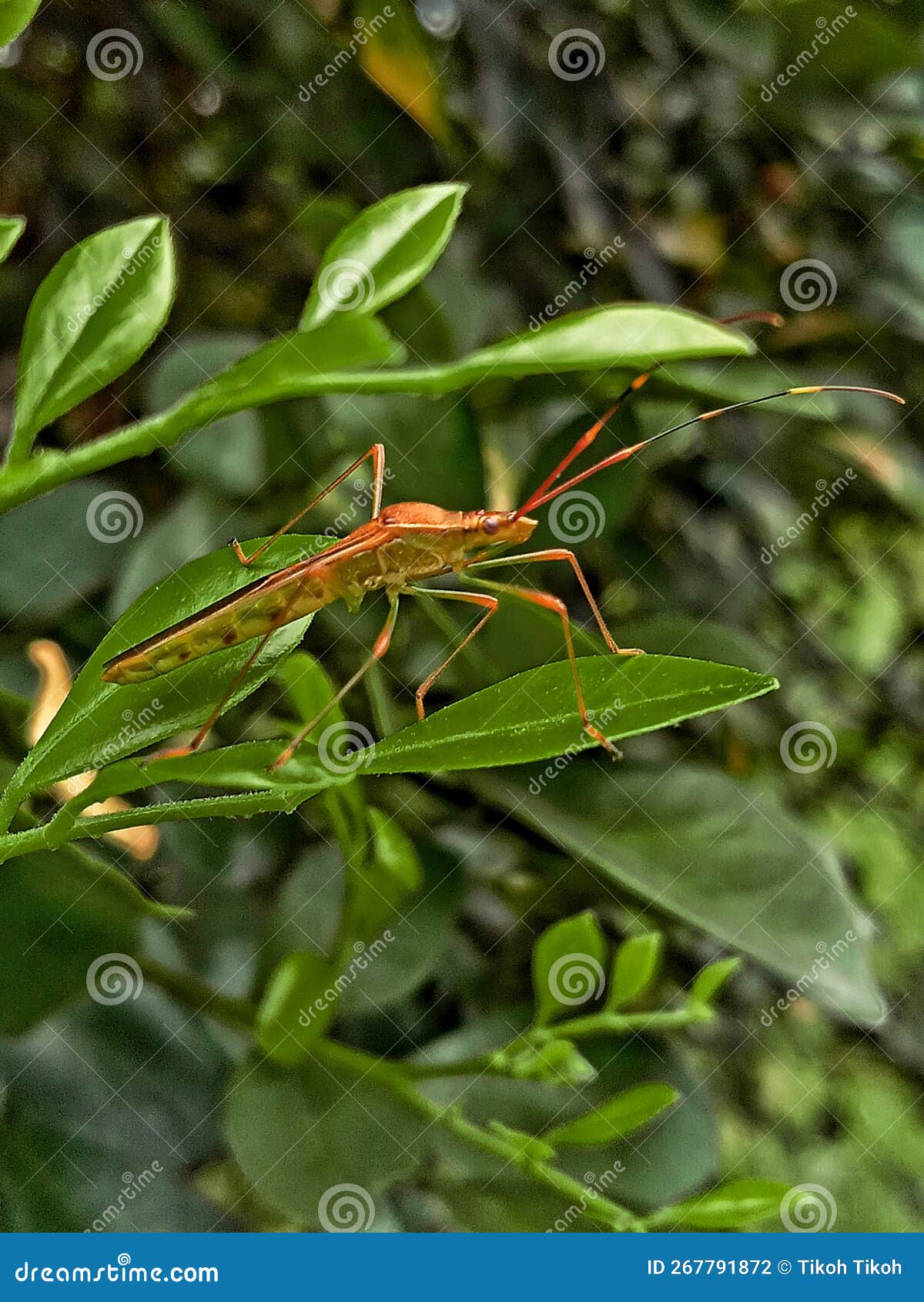 leptocorisa oratorius or the foul-smelling grasshopper is an insect that is commonly found in rice fields