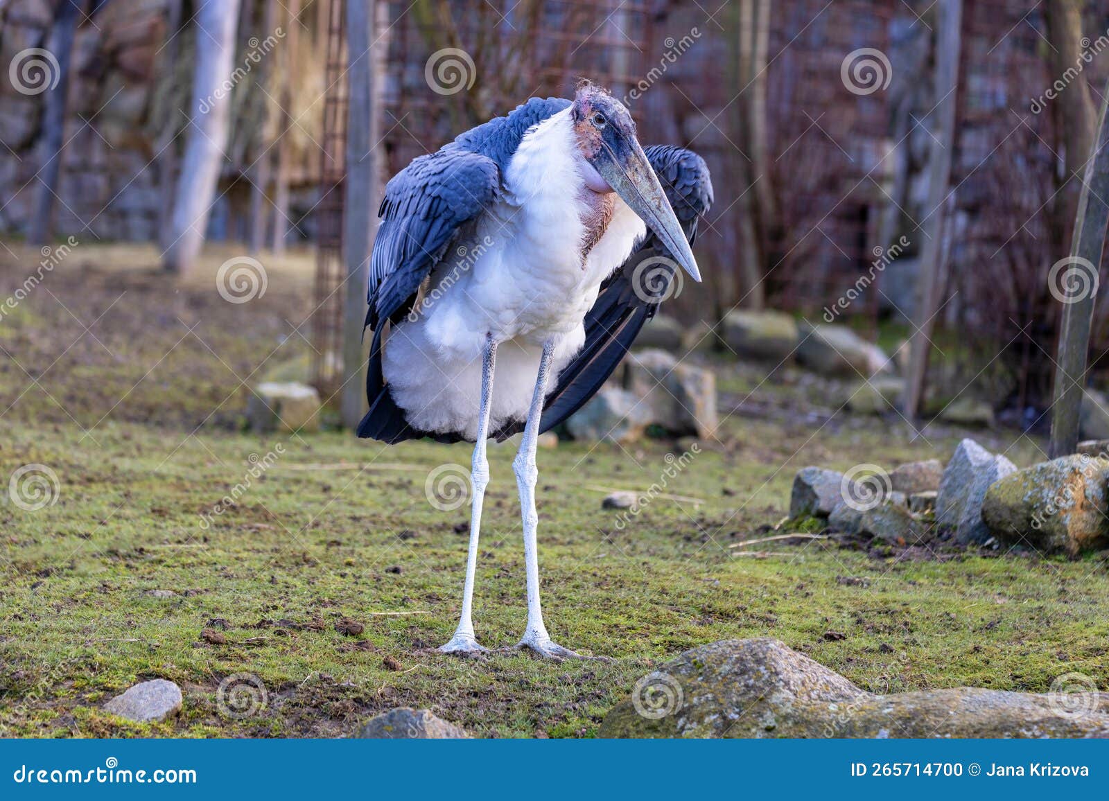 leptoptilos crumeniferus - marabu stork-like bird standing head-on on grass with wings slightly spread