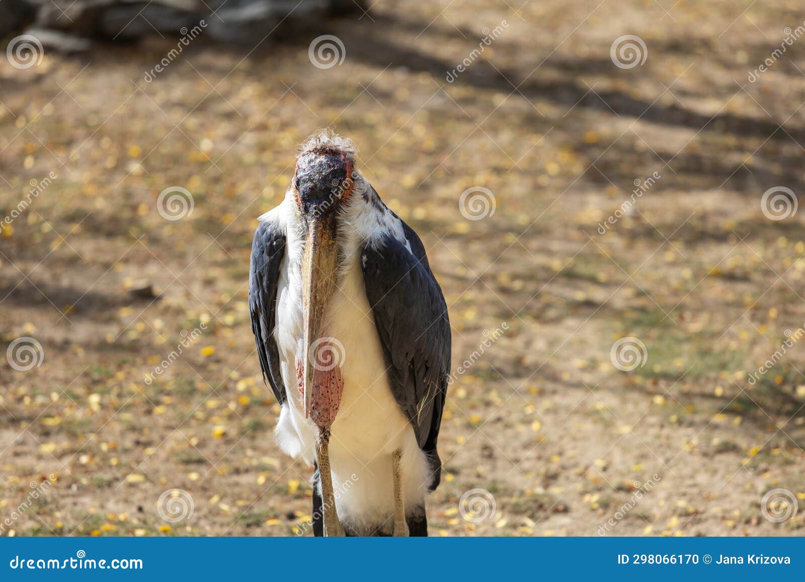 leptoptilos - stork-like bird standing head-on on grass with wings slightly spread