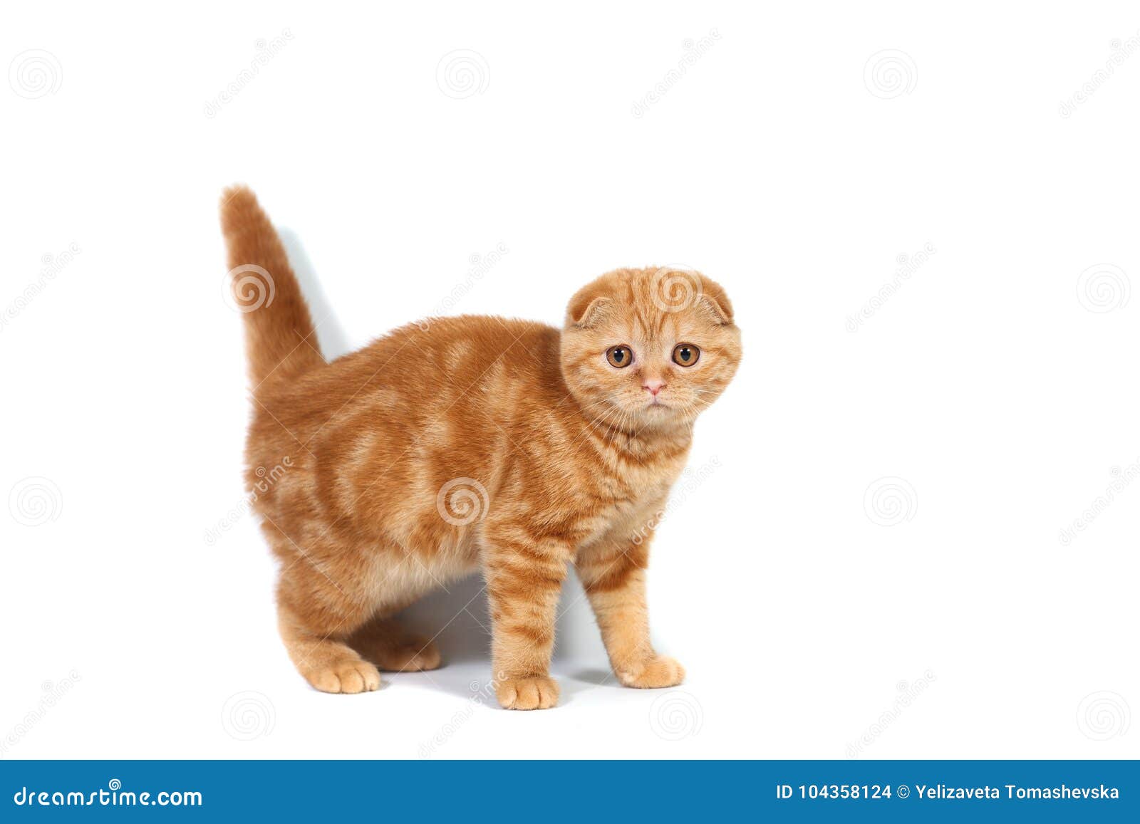 Les Ecossais Plient Le Petit Chat De Bebe De Couleur Rouge Avec Les Cheveux Courts Dans La Rayure Avec De Petites Oreilles Et Gra Photo Stock Image Du Oreilles Pedigree Les Ecossais Plient Le Petit Chat De Bebe De Couleur Rouge Avec Les Cheveux Courts Dans La Rayure Avec De Petites Oreilles Et Gra Photo Stock Image Du Oreilles Pedigree