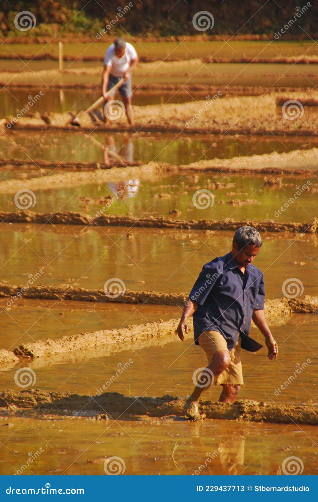 Les agriculteurs qui travaillent dur sur les rizières pour démarrer le cycle ou les phases de la riziculture dans la campagne indi. Paysage typique dans un village rural dans la partie sud de l'inde où la main-d'oeuvre dure est nécessaire pour l'activité agricole pour produire notre riz alimentaire de base.