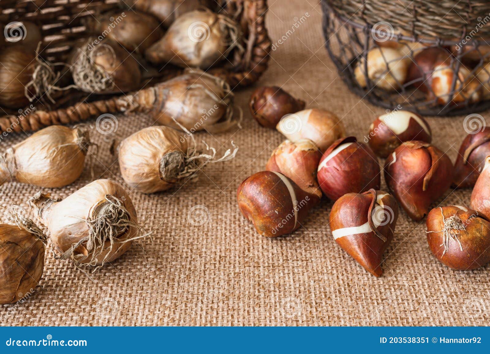 Les Ampoules Jonquille Et Les Ampoules De Tulipe Ferment Sur Le Fond  Rustique Prêt à être Planté à L'automne Image stock - Image du jardinage,  flore: 203538351