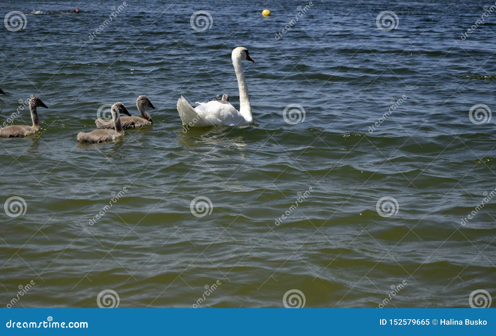 Les Bains Blancs De Cygne Et D Oiseaux De Bebe Sur L Eau Image Stock Image Du Ete Normal Les Bains Blancs De Cygne Et D Oiseaux De Bebe Sur L Eau Image Stock Image Du Ete Normal