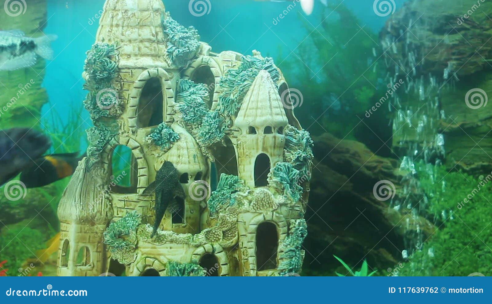 Les Beaux Poissons Nageant Dans L Aquarium Avec Le Chateau Sous Marin Passe Temps Pour Detendent Banque De Videos Video Du Meditation Clair Les Beaux Poissons Nageant Dans L Aquarium Avec Le Chateau Sous Marin Passe Temps Pour Detendent Banque De Videos Video Du Meditation Clair
