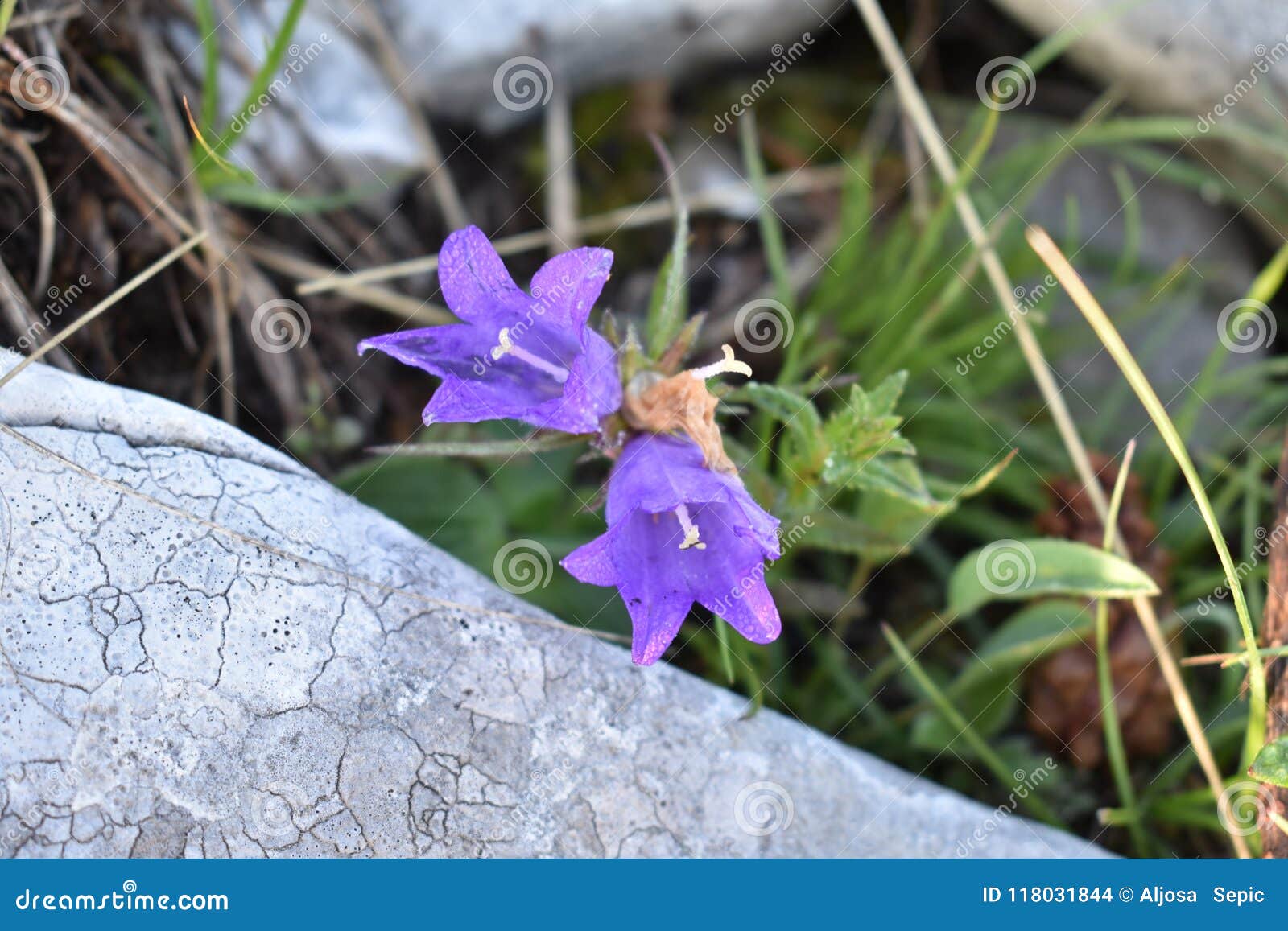 Les Belles Fleurs Violettes De Montagne De Couleur Photo stock - Image du  faune, stationnement: 118031844