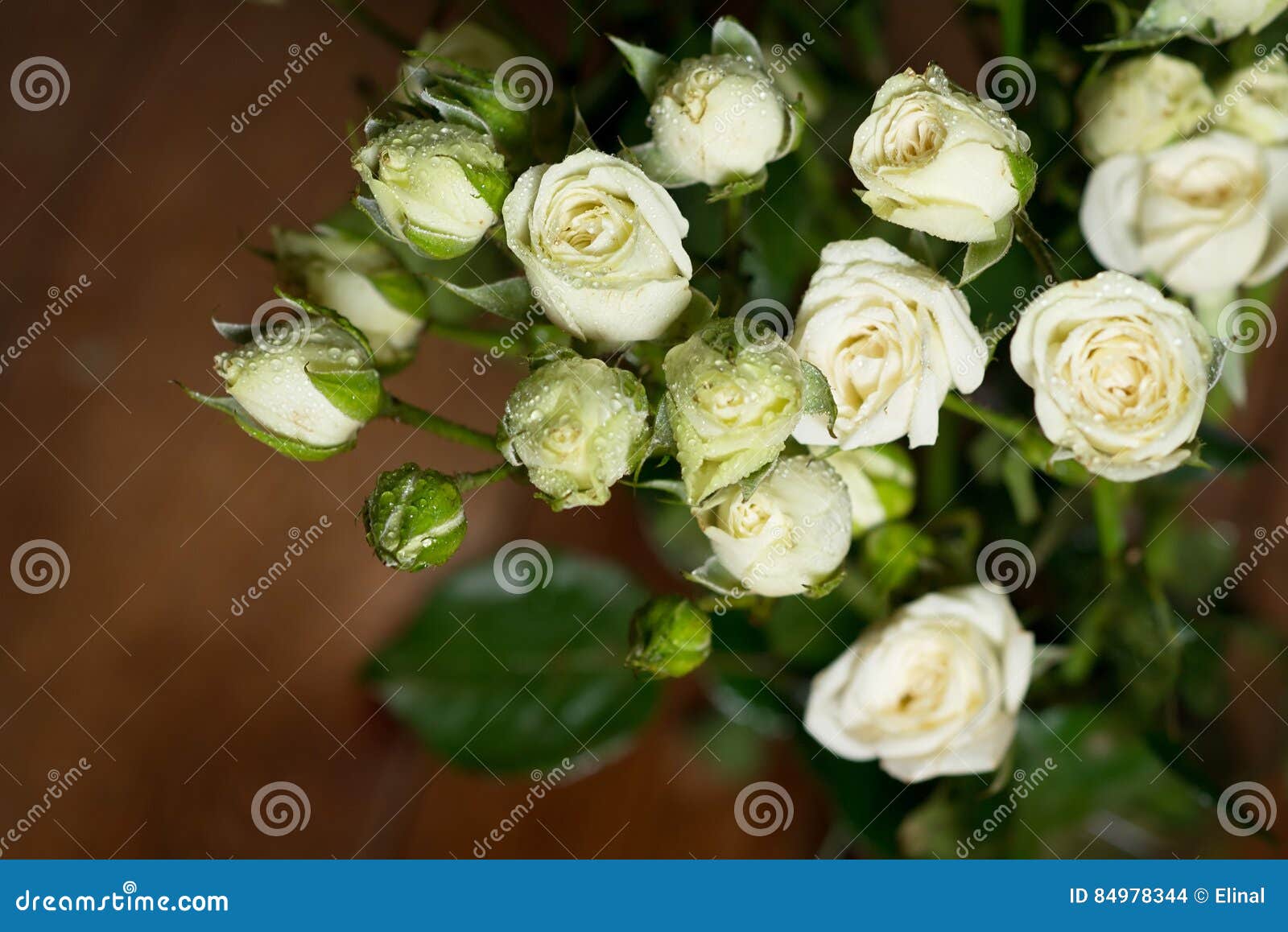 Les Belles Petites Roses Blanches Fraîches Avec De L'eau Se Laisse Tomber  D'intérieur Photo stock - Image du fleur, cadeau: 84978344