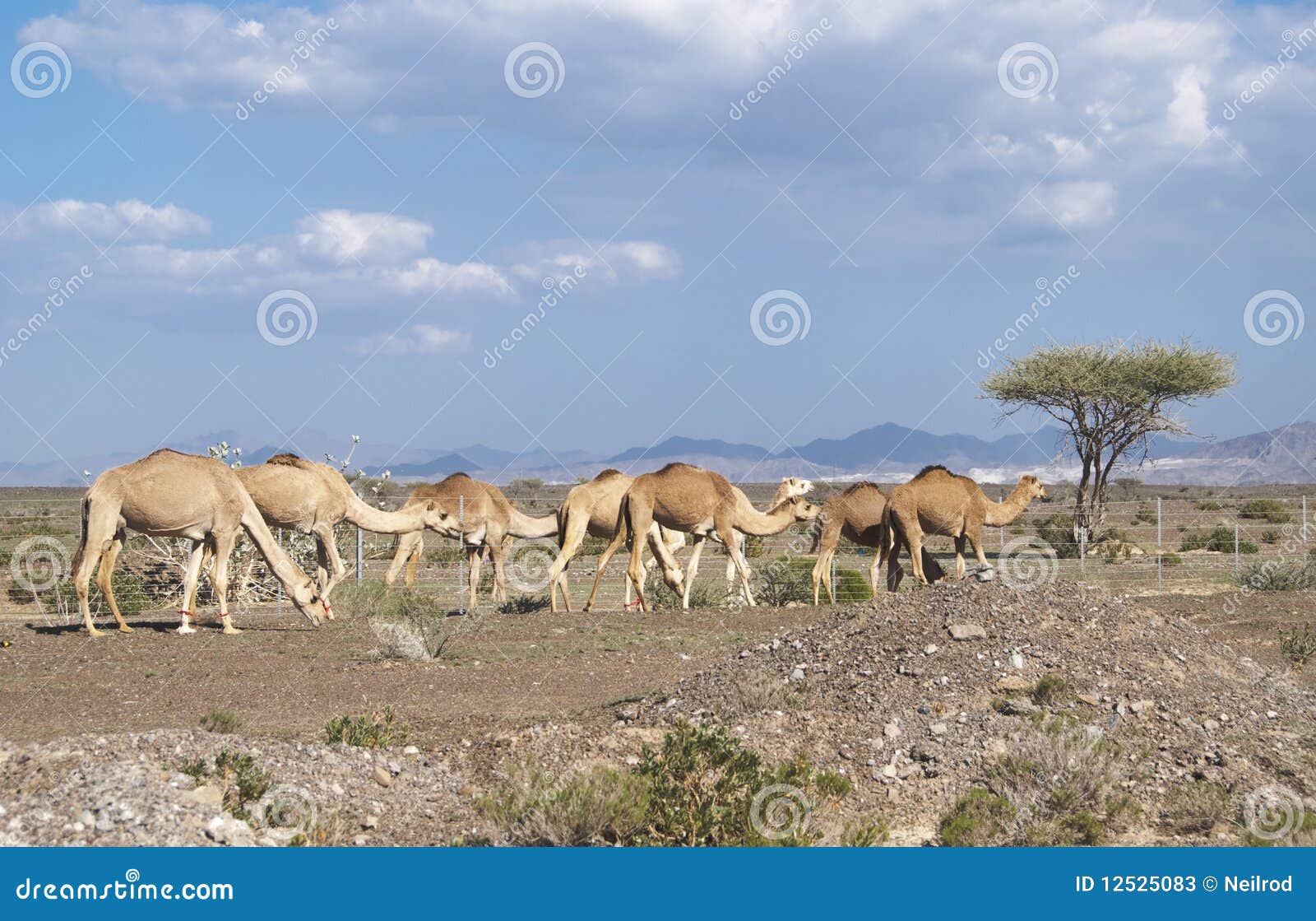 Les chameaux image stock. Image du aride, branchement - 12525083