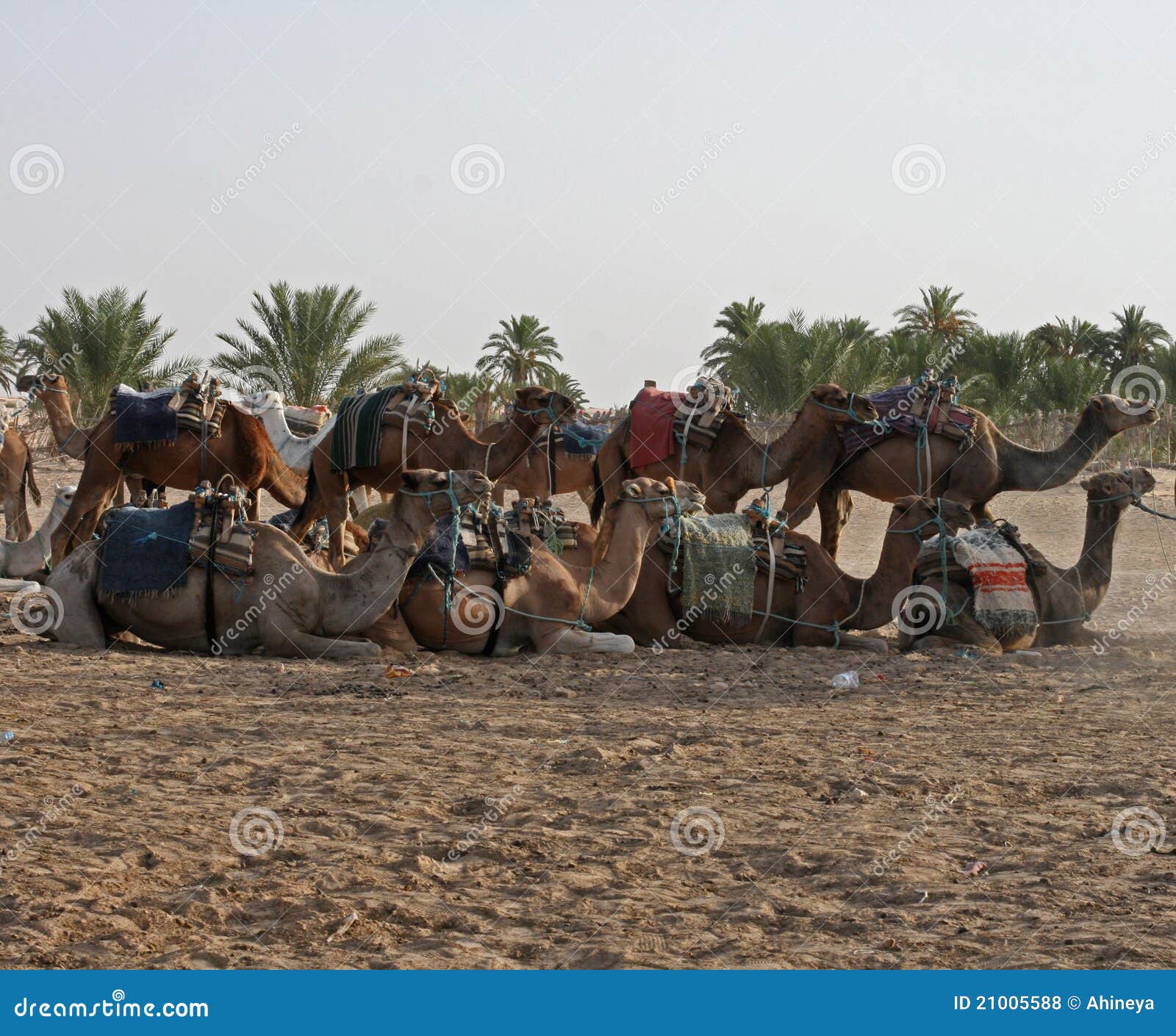 Les chameaux photo stock. Image du conduite, nubien, chameau - 21005588