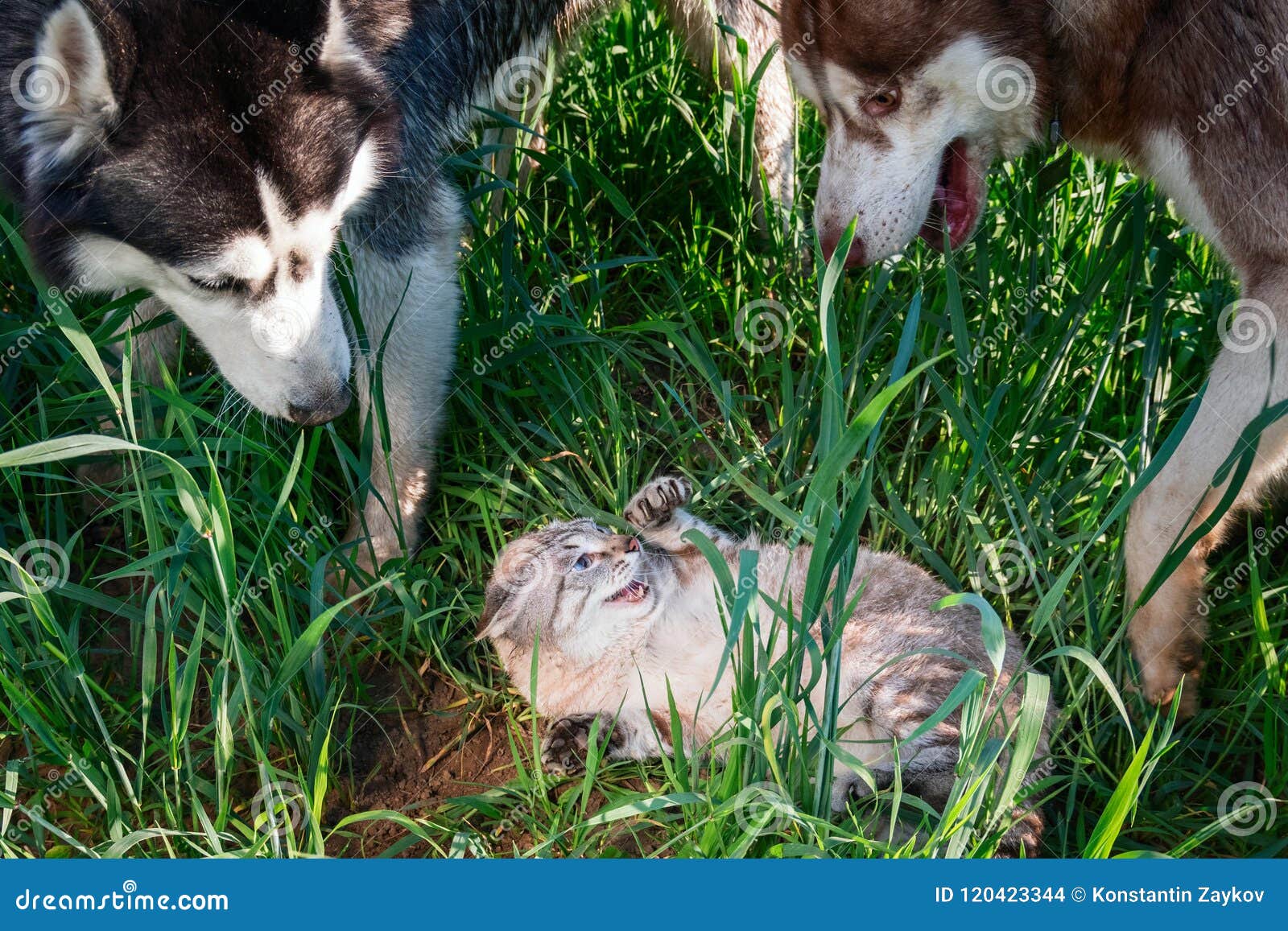 Les Chiens Ont Entoure Le Chat Effraye Chats Et Chiens D Hostilite De Concept Le Chien De Traineau Deux A Attaque Un Chat De Gres Photo Stock Image Du Haired Herbe