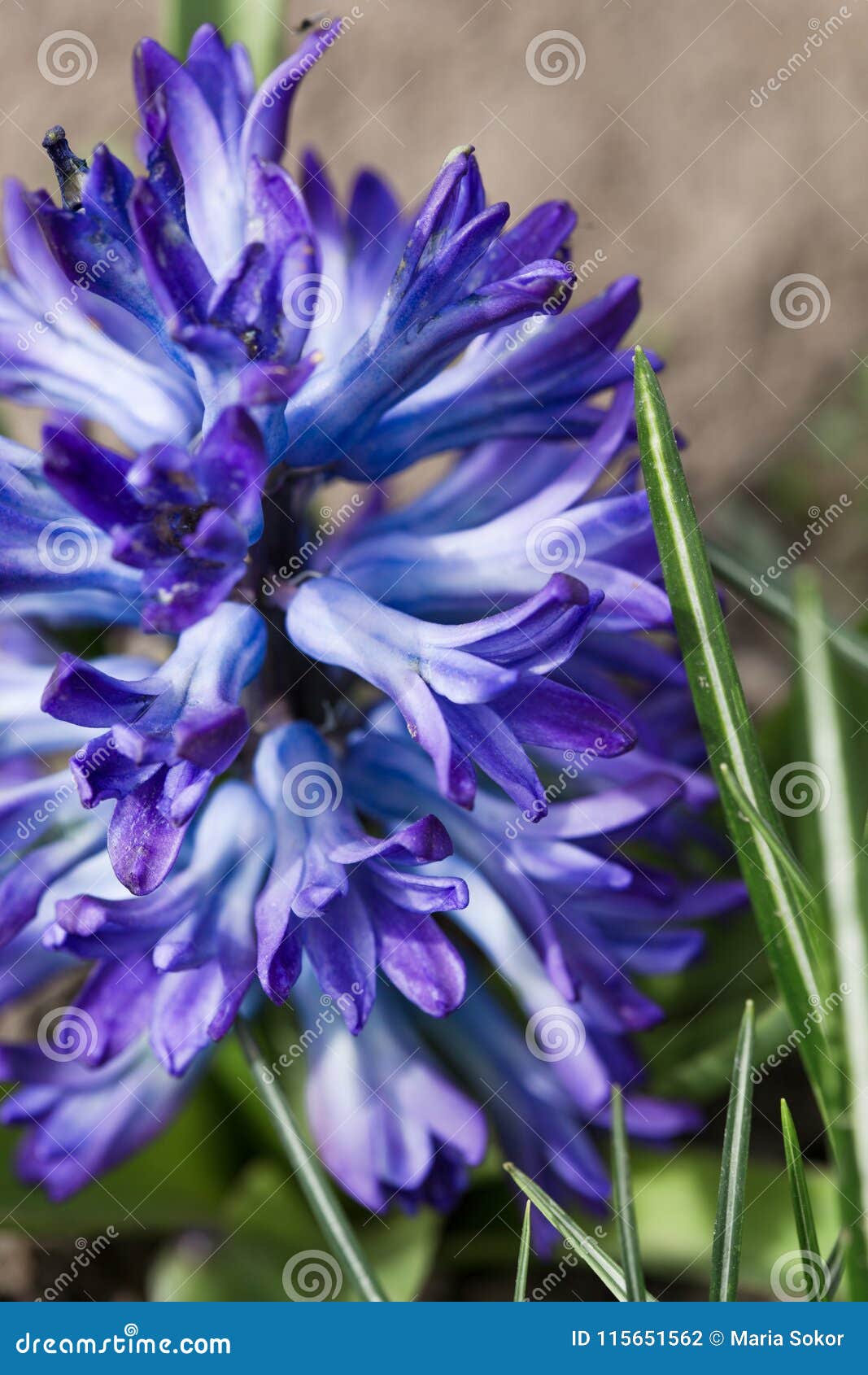 Les Fleurs De Floraison De Jacinthe Violette Dans Le Pot Sur La Nature  D'hiver Ont Brouillé Le Fond Photo stock - Image du centrale, fleurs:  115651562