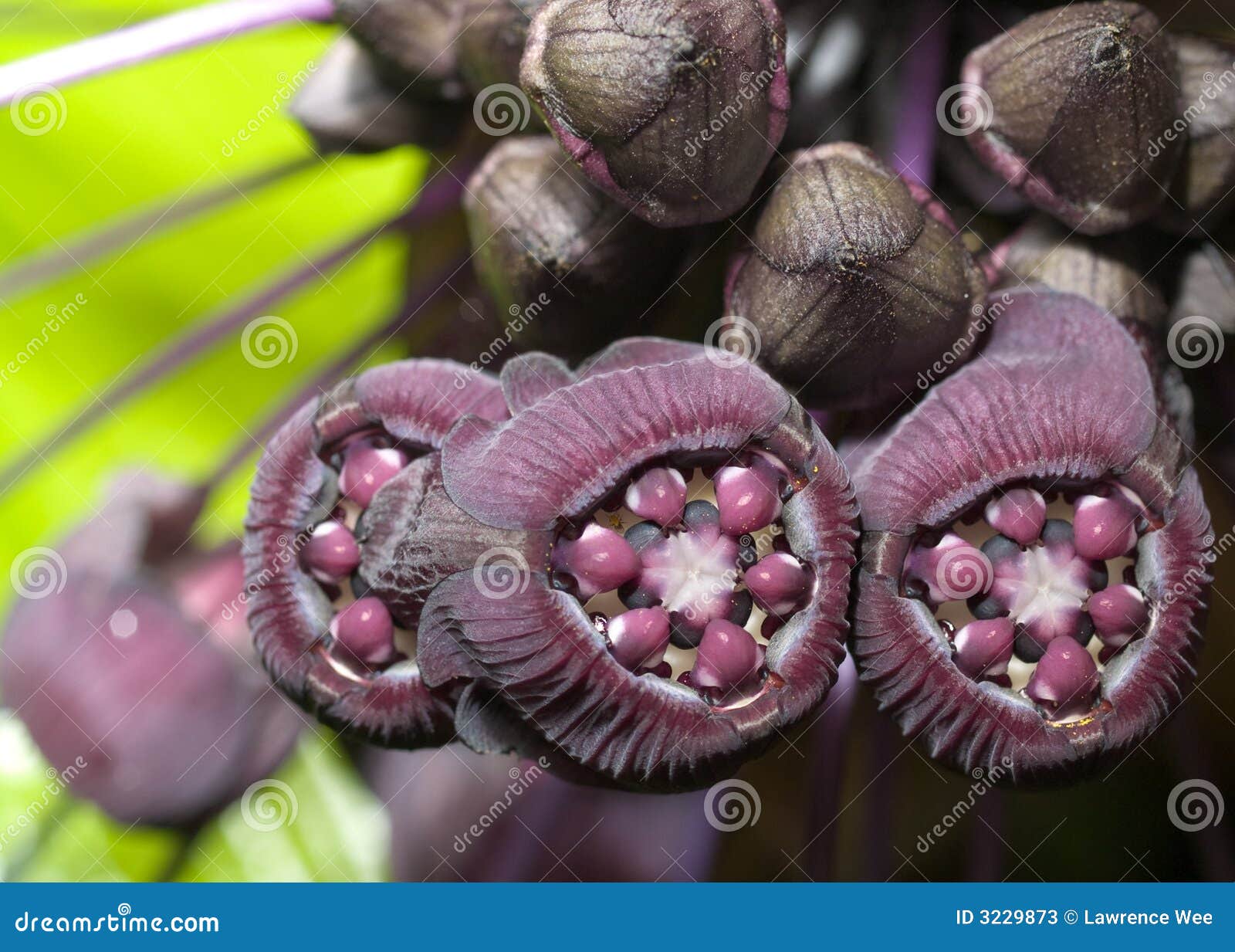 Les Fleurs Du Diable Image Stock Image Du Diable Fleurs 3229873