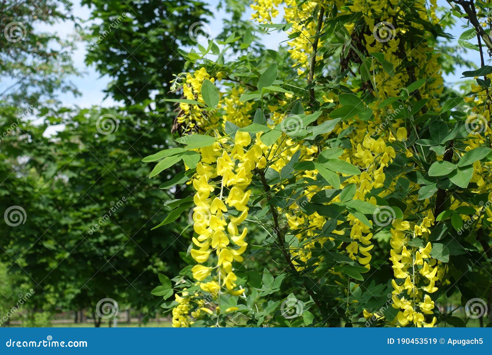 Les Fleurs Du Leafage Des Anagyroides De Cytise Peuvent En Image stock -  Image du cytise, fleur: 190453519