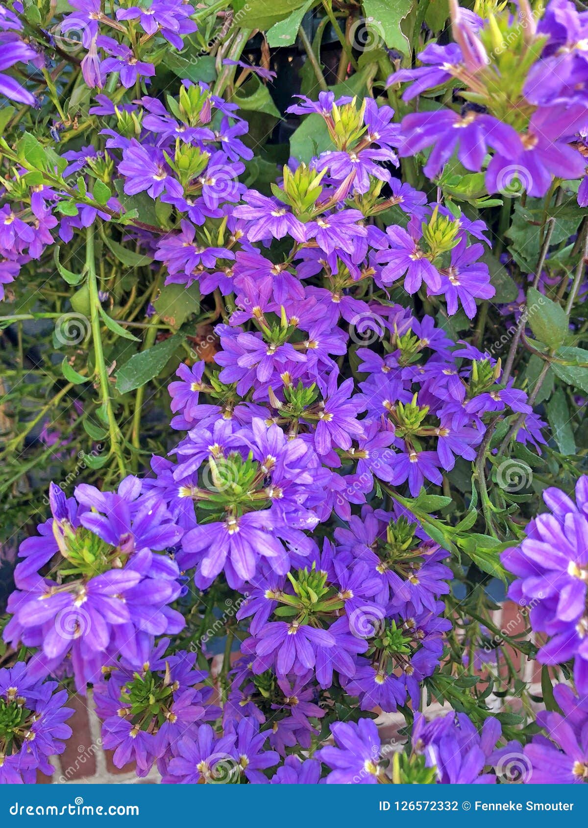 Les Fleurs En Forme D'hélice De L'usine Violette De Scaevola Photo stock -  Image du automne, nectar: 126572332