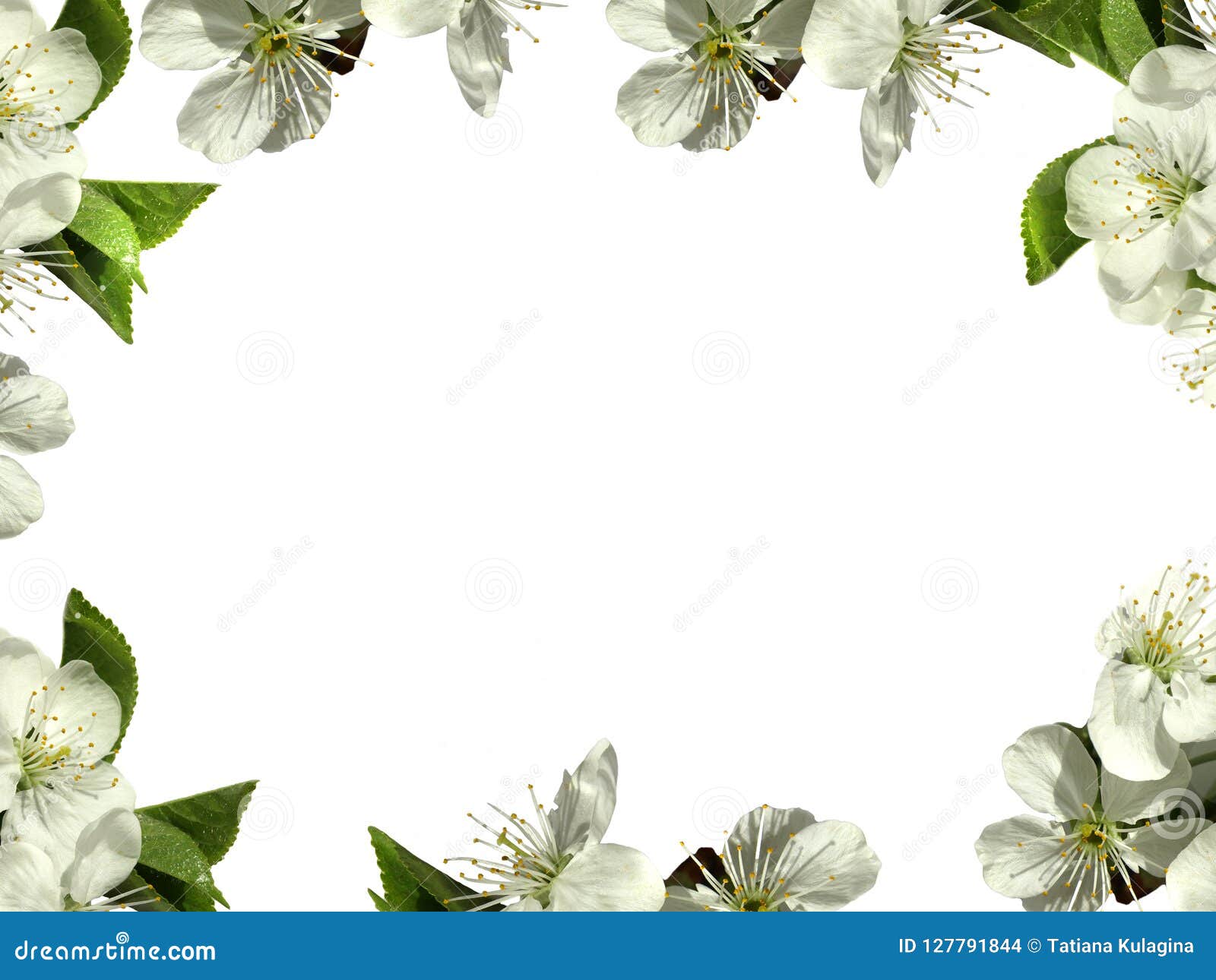 Les Fleurs Encadrent Le Blanc Png Photo stock - Image du nuages, fond:  127791844