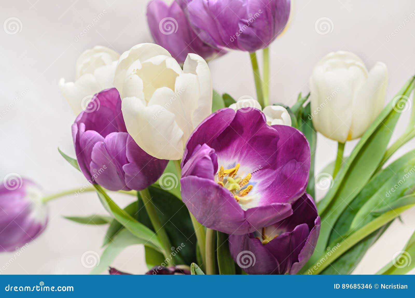 Les Fleurs Violettes Et Blanches De Bouquet De Tulipes, Se Ferment Photo  stock - Image du rose, fermer: 89685346