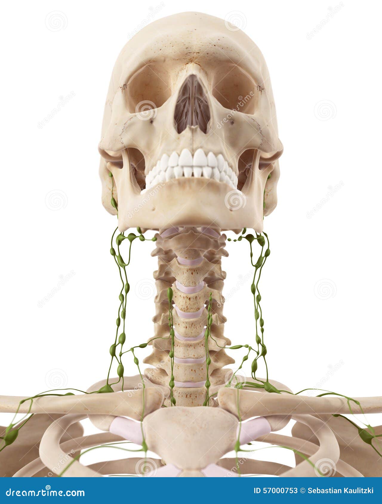 Les Ganglions Lymphatiques Cervicaux Illustration Stock Illustration