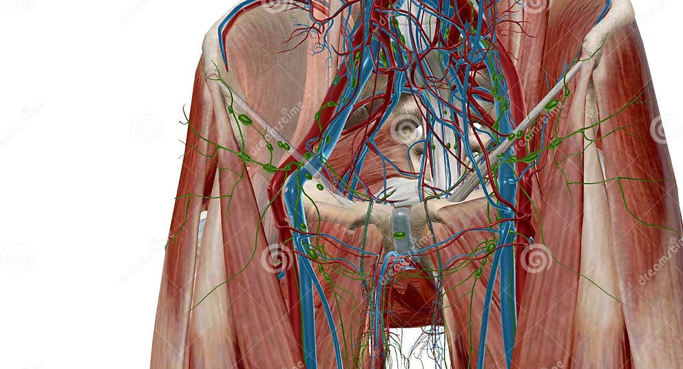 Les Ganglions Lymphatiques Inguinaux Se Trouvent Dans La Zone De L