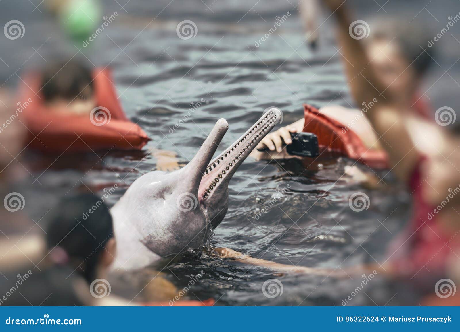 Les Gens Alimentant Le Dauphin Rose Celebre Boto Rosa En Amazone Br Photo Stock Image Du Orenoque Punissez Les Gens Alimentant Le Dauphin Rose Celebre Boto Rosa En Amazone Br Photo Stock Image Du Orenoque Punissez
