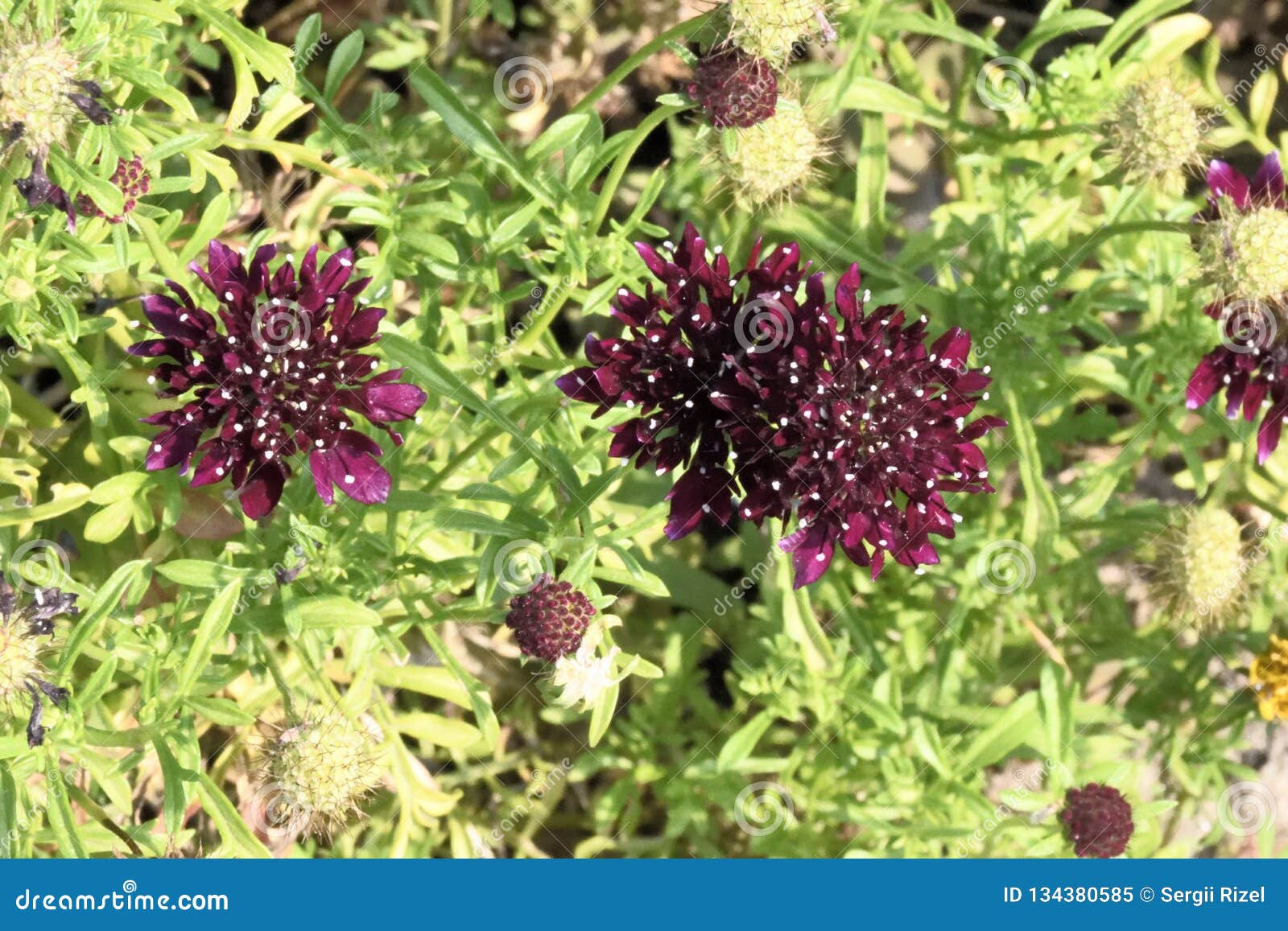 Les Grandes Fleurs Violettes Avec Les Taches Blanches Sur Les Pétales Image  stock - Image du lame, rose: 134380585