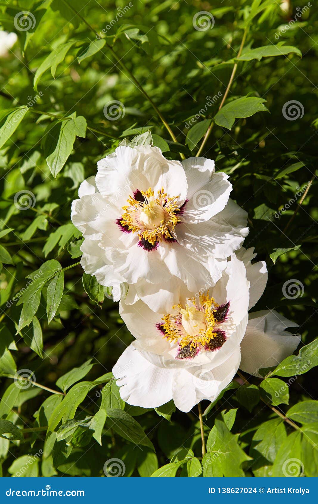 Les Grandes Pivoines Blanches Fleurissent Au Printemps Saison Rockii De  Paeonia Photo stock - Image du couleur, coloré: 138627024