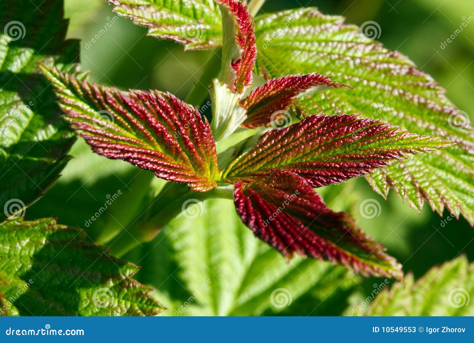 Les lames de la framboise image stock. Image du lame 10549553
