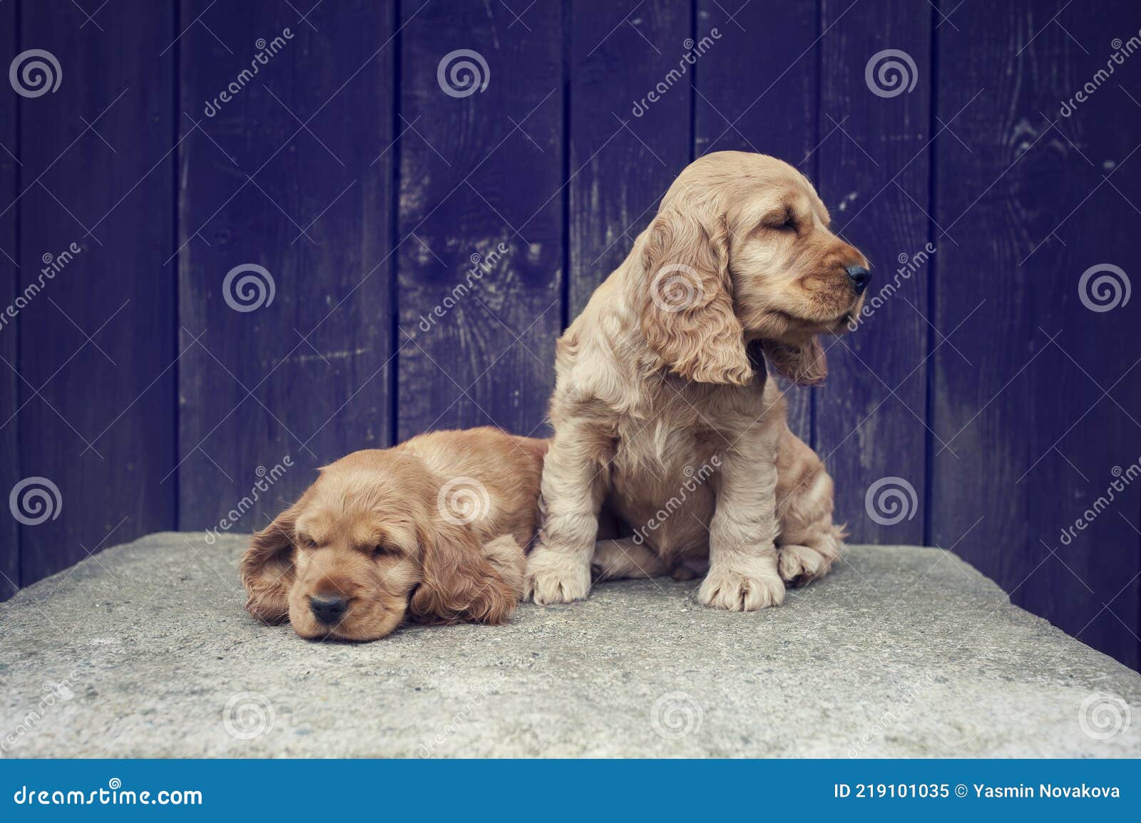 Les Mignons Chiots De L Anglais Cocker Spaniel Se Trouve Sur Un Grand Rocher Dans Le Jardin Beaux Chiens Sur Fond De Bois Image Stock Image Du Heureux Anglais Les Mignons Chiots De L Anglais Cocker Spaniel Se Trouve Sur Un Grand Rocher Dans Le Jardin Beaux Chiens Sur Fond De Bois Image Stock Image Du Heureux Anglais