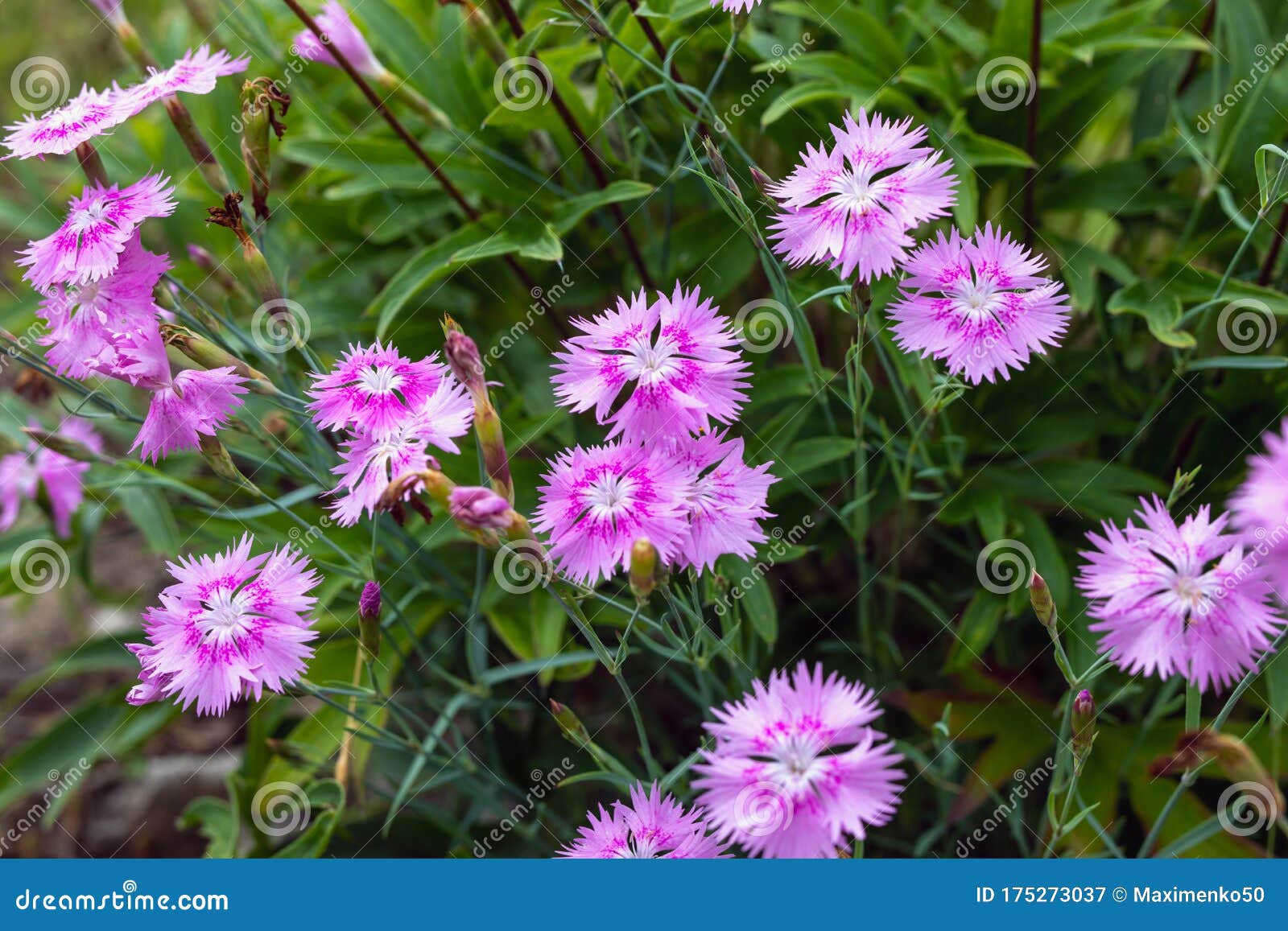 Les Milieux Chinensis De Rose Des Oeillets De Fleurs Fleurissent Au ...