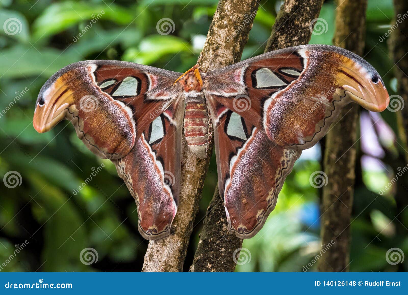 Les Mites D'atlas D'Attacus Sont L'un Des Plus Grands Lepidopterans Au
