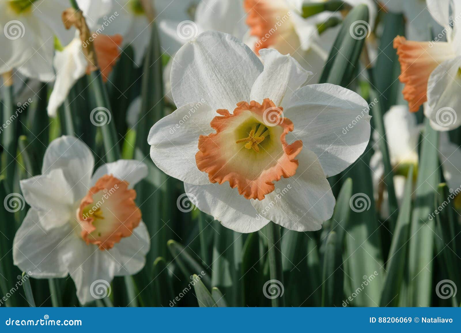 Les Narcisses Blanc-oranges De Floraison Dentellent Le Charme Dans  Keukenhof, Pays-Bas Variété Rare Image stock - Image du flore, floral:  88206069