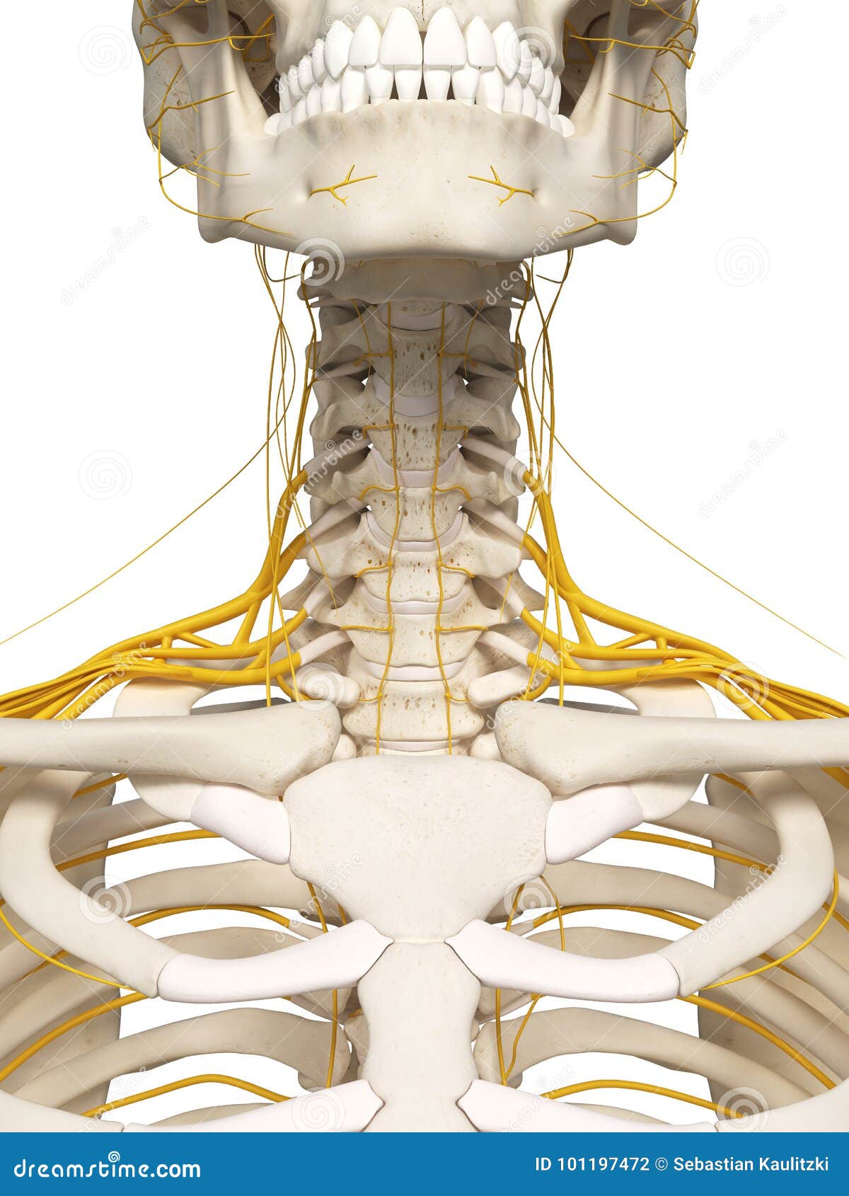 Les nerfs de cou illustration stock. Illustration du nerveux - 101197472