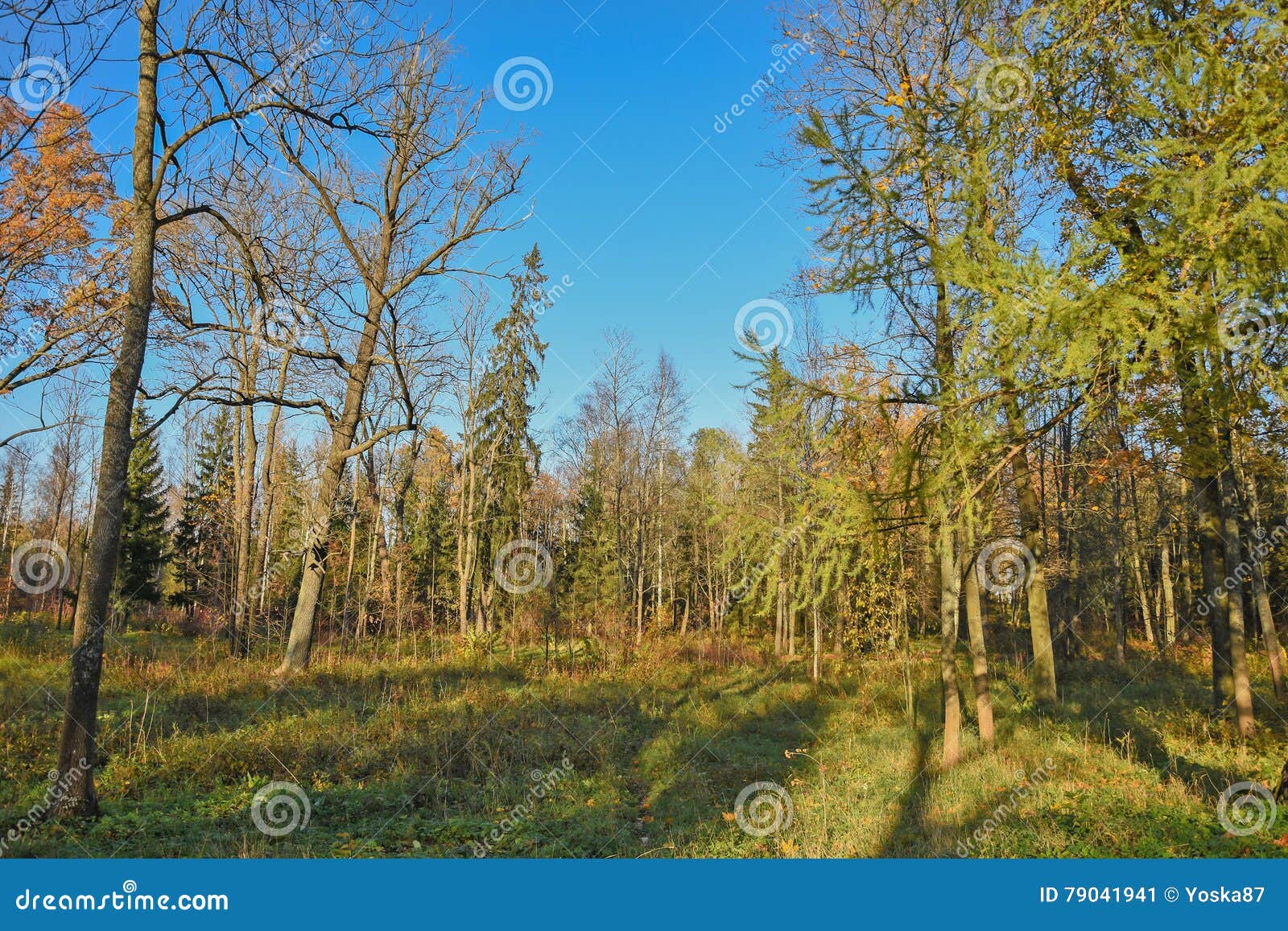 Les Ombres Des Arbres Au Coucher Du Soleil Image Stock